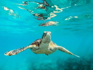 Sea turtle harvest ban begins January 1; Fines Up to 000 Sea turtle harvest ban begins January 1; Fines Up to 000