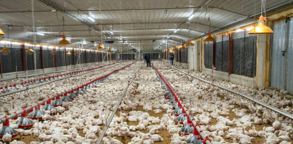 chicken supply and price stability during December are guaranteed