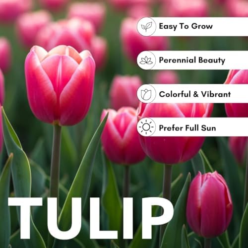 Caribbean Tulip Bulbs for Planting - Perennial Gar... - Image 5