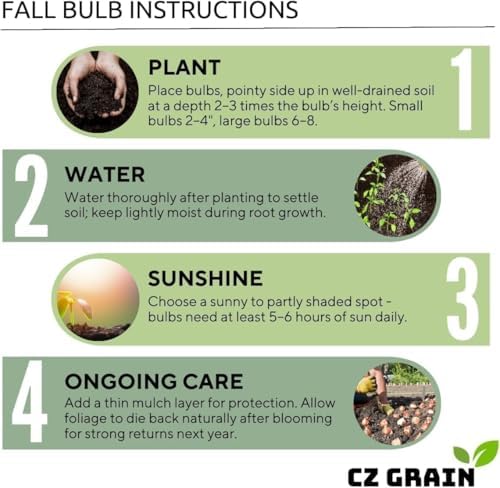 Caribbean Tulip Bulbs for Planting - Perennial Gar... - Image 3