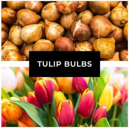 Caribbean Tulip Bulbs for Planting - Perennial Gar... - Image 6