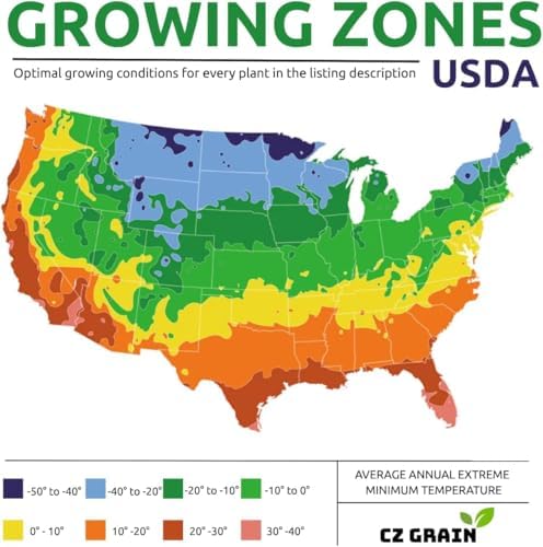 Caribbean Tulip Bulbs for Planting - Perennial Gar... - Image 7