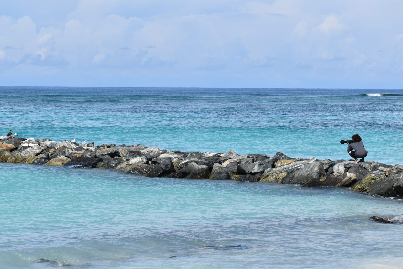 Christmas bird count wraps up in Anegada Christmas bird count wraps up in Anegada