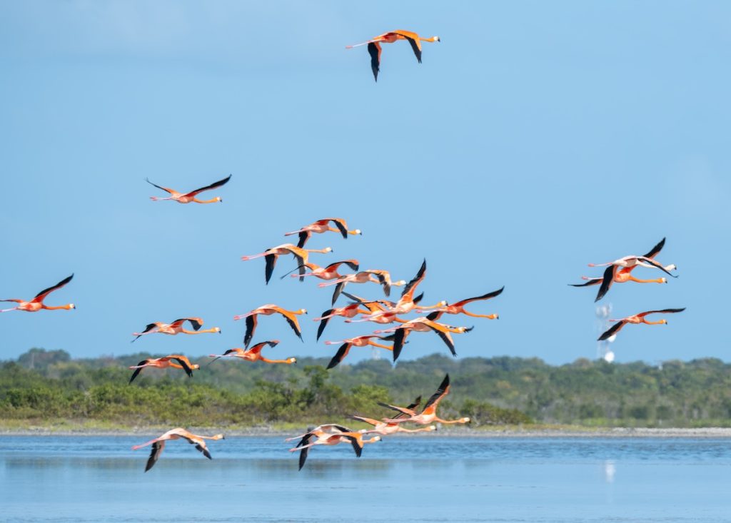 Flamingo reintroduction a success for VI Flamingo reintroduction a success for VI