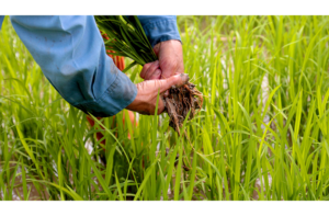Guyana to explore reliable markets for rice in Mexico, Europe