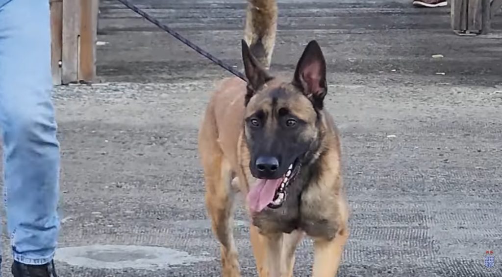 K-9 Roni joins Royal Saint Lucia Police Force K-9 Roni joins Royal Saint Lucia Police Force
