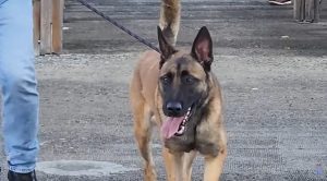 K-9 Roni joins Royal Saint Lucia Police Force