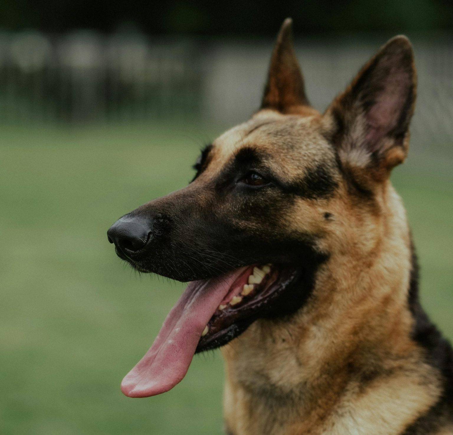 Public Ministry creates canine unit to search for missing persons and recover bodies Public Ministry creates canine unit to search for missing persons and recover bodies