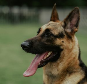 Public Ministry creates canine unit to search for missing persons and recover bodies