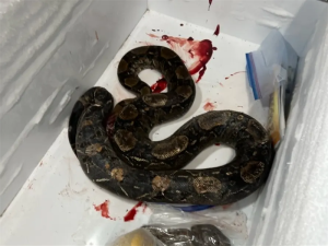 Public Statement On The Killing On Saint Lucia Boas