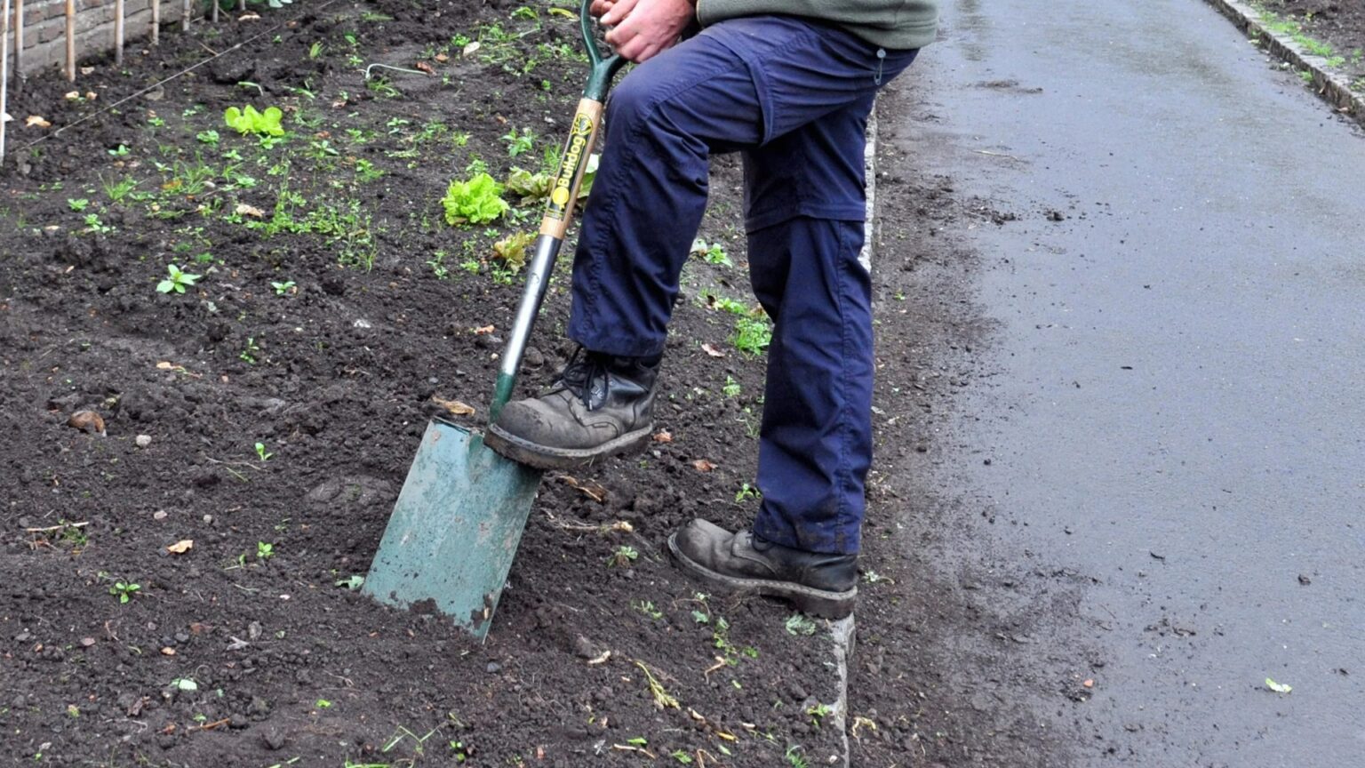 The four cold-resistant vegetables you must plant NOW so they have time to flourish in beds before spring