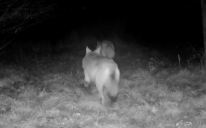 Wolf with tracker swims over rivers, travels 30 kilometres a day