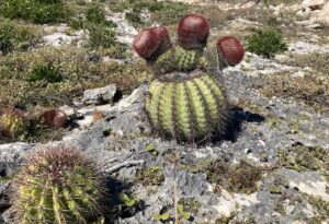 Anguilla National Trust launches week of free nature-focused events – Anguilla Focus