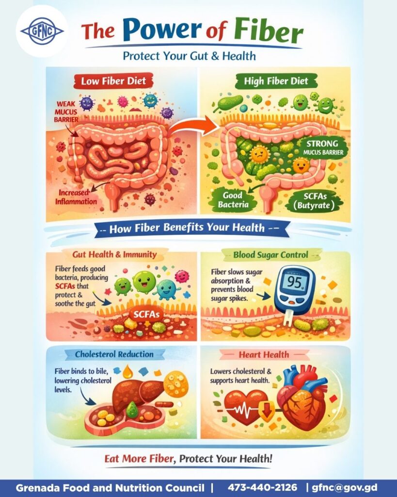Fibre benefits beyond constipation | NOW Grenada Fibre benefits beyond constipation | NOW Grenada