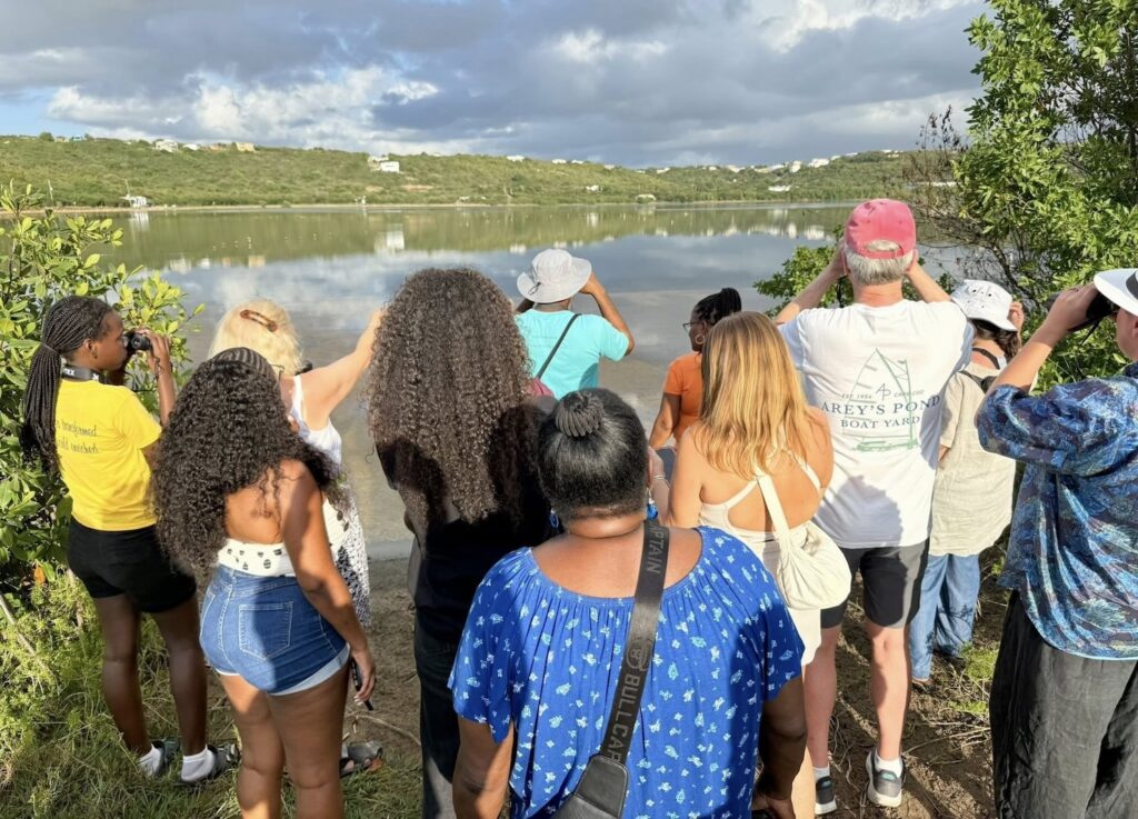 Hundreds of birds recorded at Anguilla National Trust public wildlife count – Anguilla Focus