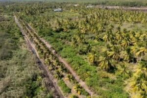 Klimaatbestendigheid krijgt wortels in Coronie