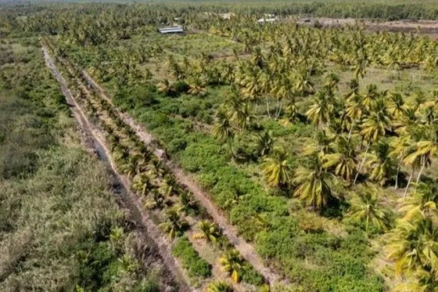 Klimaatbestendigheid krijgt wortels in Coronie Klimaatbestendigheid krijgt wortels in Coronie