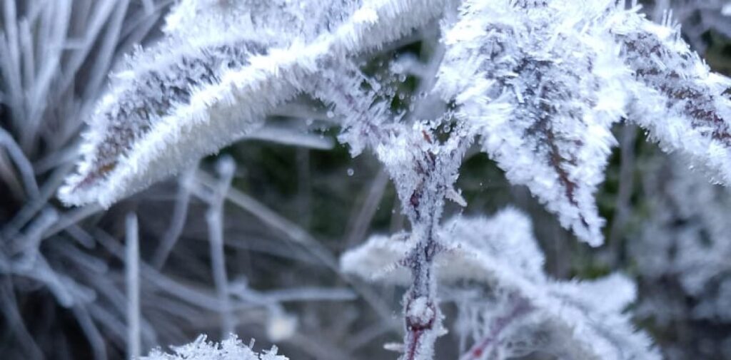 Valle Nuevo woke up almost below zero and covered in white.