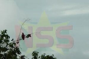 Zon en lokale buien – Suriname Nieuws