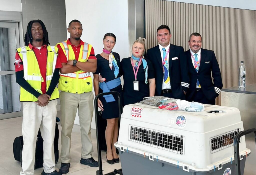 AnguillAir flies rescue dog from Anguilla to US in a first for new rehoming partnership – Anguilla Focus