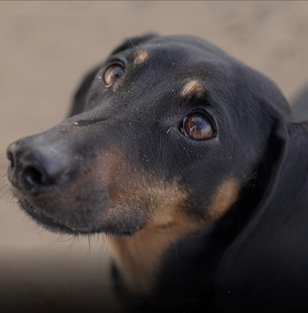Cientificonan ta haya cu cachonan a bira e miho amigo di hende hopi mas prome cu a pensa – Aruba Native