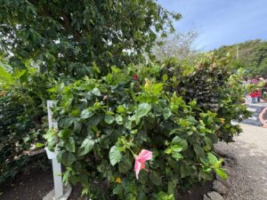 Community Gardens Festival marks 15 years of Civic Pride and Environmental Stewardship