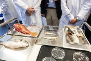Investigadornan Spaño ta desaroya cornea artificial di un costo abou for di scama di pisca – Aruba Native
