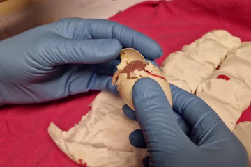 Officials find 261 parrot eggs in Schiphol hand luggage Officials find 261 parrot eggs in Schiphol hand luggage