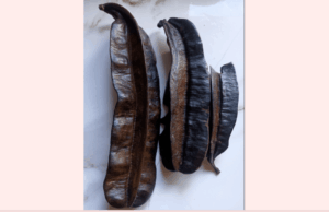 🌿 THE HEALING POWER OF PREKESE – Virgin Islands Free Press