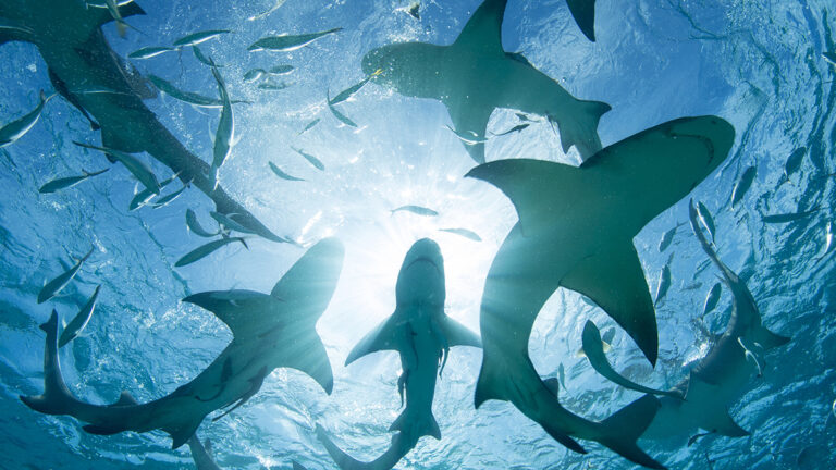 Tribonnan banda di Bahama’s a test positivo pa droga. – Aruba Native Tribonnan banda di Bahama’s a test positivo pa droga. – Aruba Native