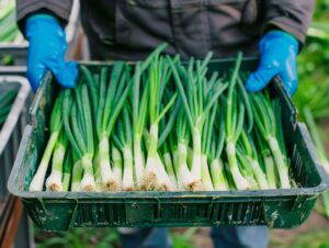 Gov’t moves to support escallion farmers amid build-up of produce